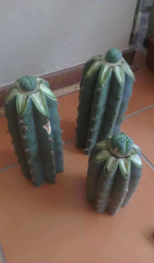 GRAFTED LOPHOPHORA WILLIAMSII CACTUS