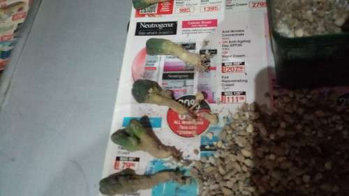 Lophophora williamsii/Peyote seedlings