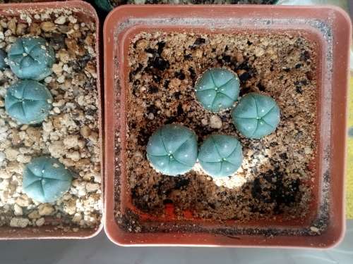 Lophophora williamsii/Peyote seedlings
