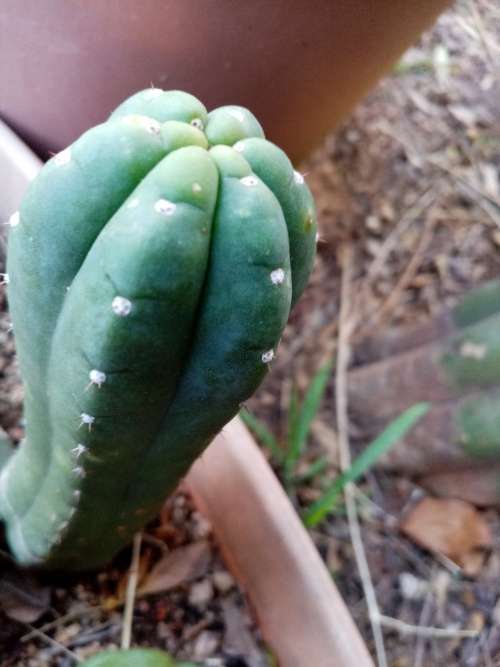 PSYCHOACTIVE SAN PEDRO CACTUS CUTTINGS 5 cm - Ethnobotanical