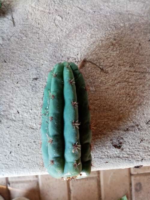 PSYCHOACTIVE PERUVIAN TORCH CACTUS CUTTINGS 5cm - Ethnobotanical