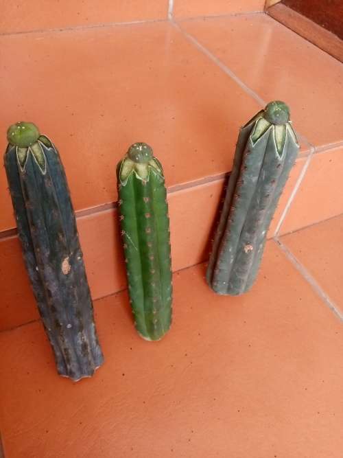 Grafted Lophophora williamsii - Ethnobotanical