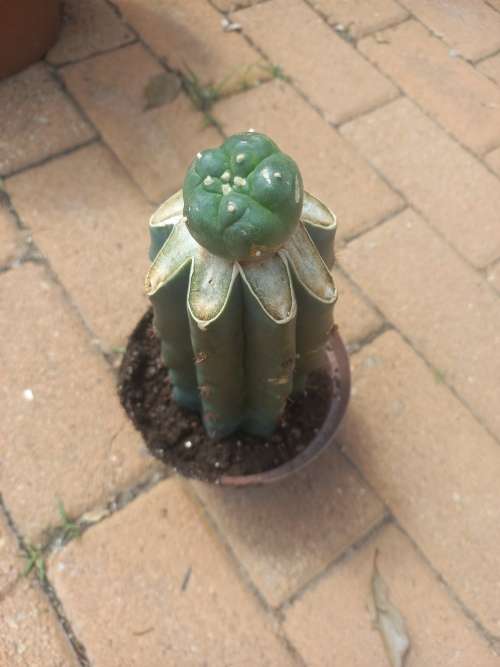 Lophophora williamsii / Peyote grafted