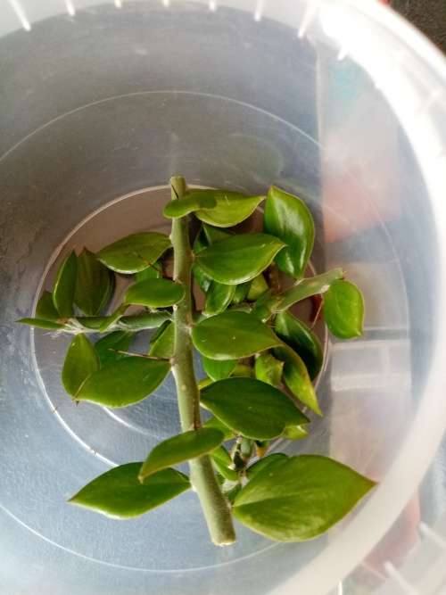 Pereskiopsis cuttings