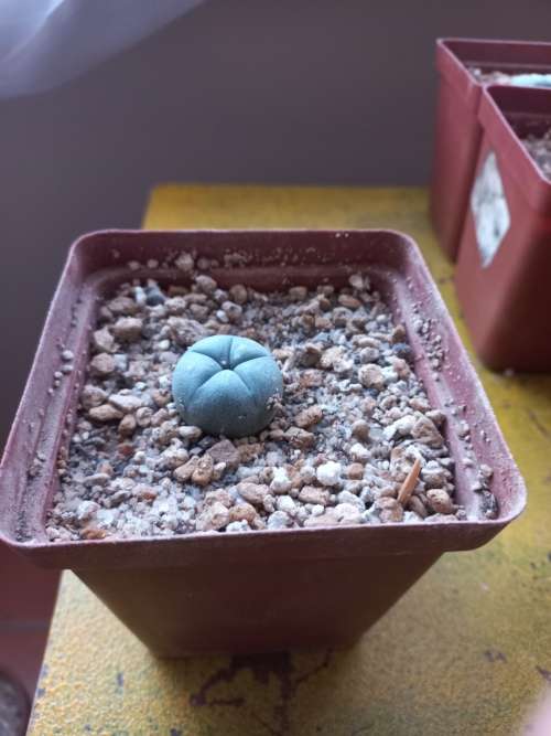 Lophophora williamsii/Peyote 2.5cm