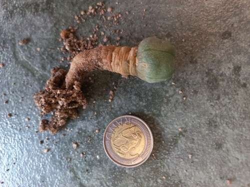 Lophophora williamsii Peyote +- 2cm diameter