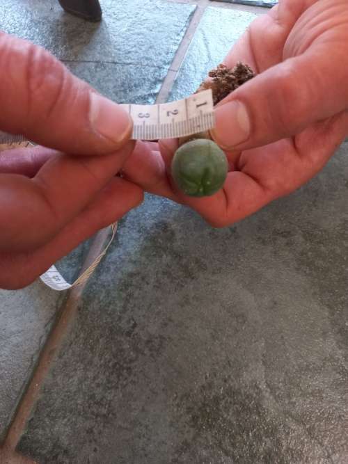 Lophophora williamsii Peyote +- 2cm diameter