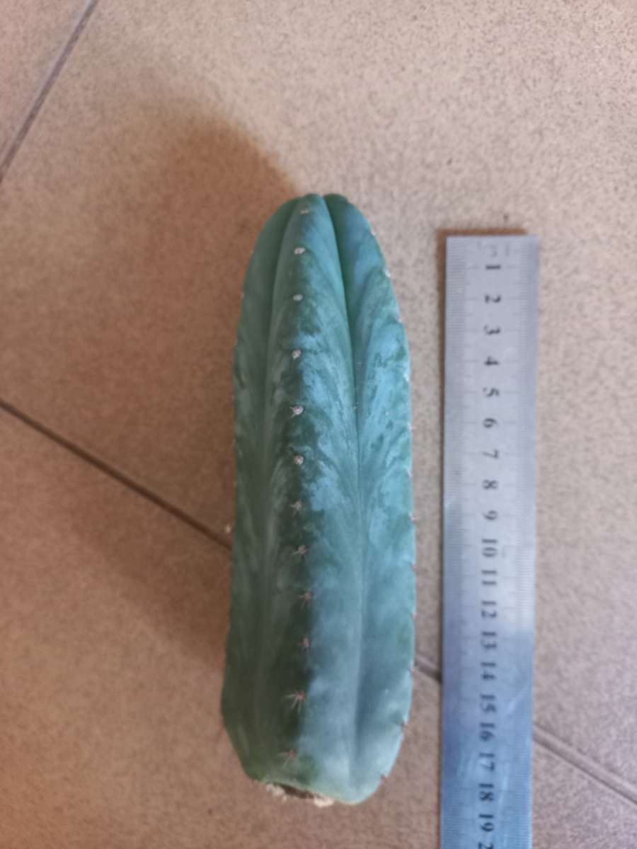 Trichocereus pachanoi blue
