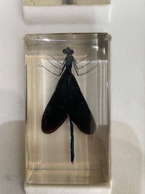 Complete tray of 15 Real life Bugs in Resin - very nice variety