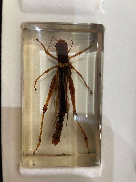 Complete tray of 15 Real life Bugs in Resin - very nice variety