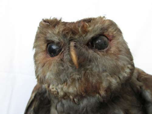 Vintage Taxidermy Owl from Blisful