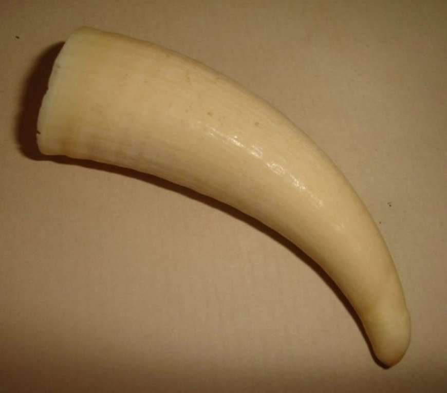 SPERM WHALE TOOTH from BLISFUL