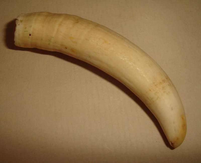 SPERM WHALE TOOTH from BLISFUL