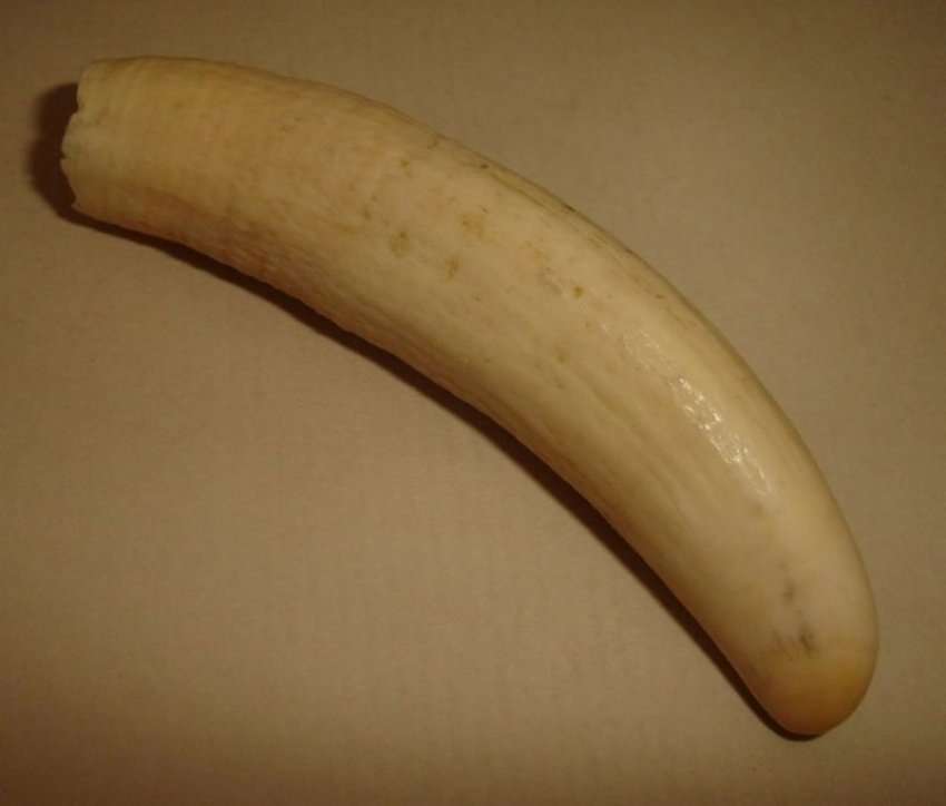 SPERM WHALE TOOTH from BLISFUL