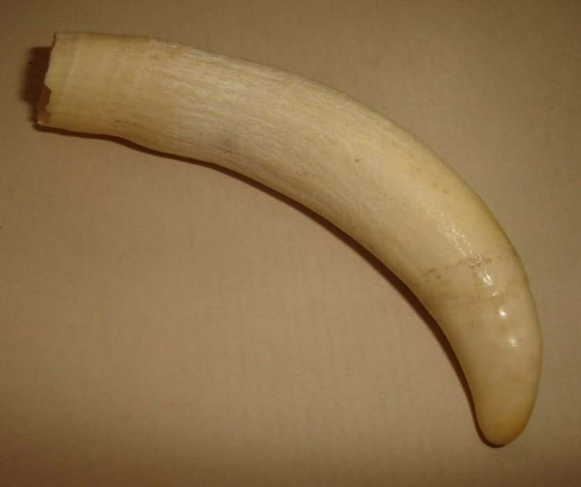 SPERM WHALE TOOTH from BLISFUL