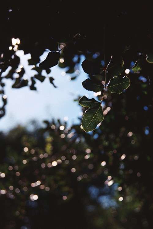 Pentax MZ-30 35mm SLR film camera