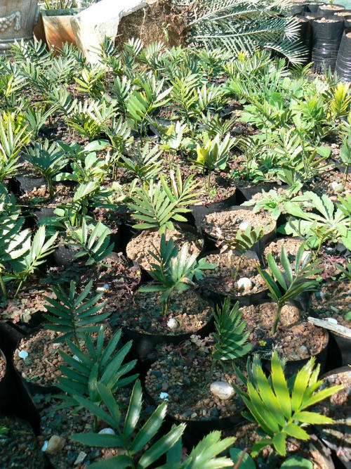 Encephalartos Lebombo / Modjaji / Natalensis Seedlings Cycads