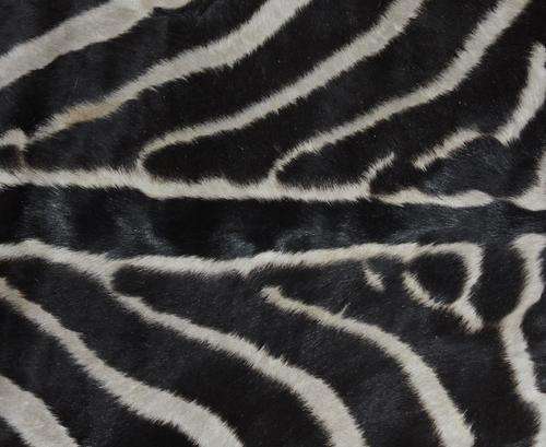 Burchells Zebra skin