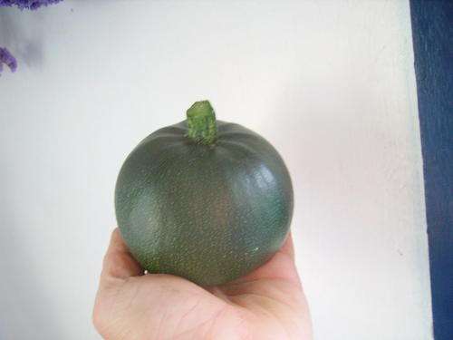 Squash Seeds - 30 Gem Squash Rolet Seeds