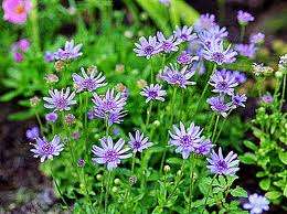 FELICIA BLUE SKIES - 30 INDIGENOUS FELICIA SEEDS