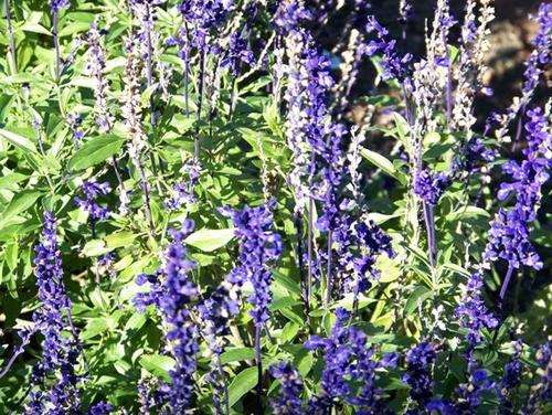 SALVIA SEEDS VICTORIA BLUE - 50 SALVIA SEEDS