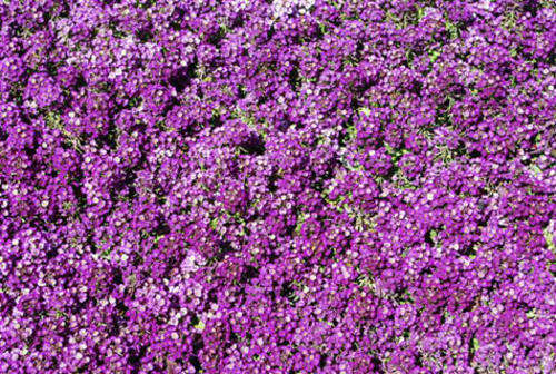 ALYSSUM SEEDS EASTER BONNET VIOLET -100 ALYSSUM SEEDS