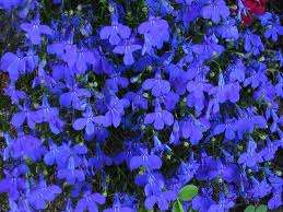Lobelia Seeds Crystal Palace - 200 Lobelia Seeds