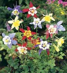 AQUILEGIA SEEDS MCKANAS GIANTS MIX - 1 GRAM BULK LISTING