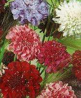 SCABIOSA TALL DOUBLE MIX - 50 SCABIOSA SEEDS