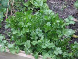 Coriander Herb Seeds (Dhunia) - 100 Herb Seeds
