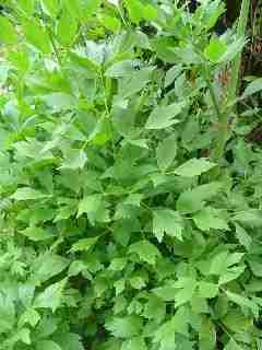 LOVAGE HERB 50 LOVAGE SEEDS
