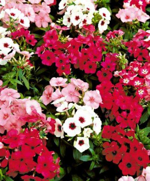 Phlox Beauty Mix - 150 Phlox Seeds