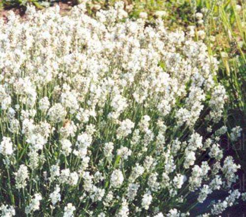 LAVENDER SEEDS ELLAGANCE SNOW -10 LAVENDER SEEDS