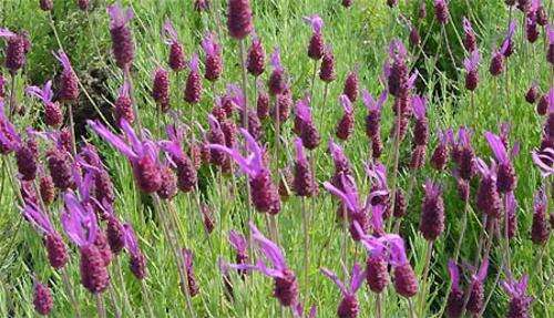 LAVENDER SEEDS PURPLE RIBBON -10 LAVENDER SEEDS