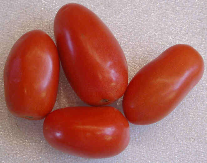 TOMATO SEEDS ROMA ORGANIC - 50 TOMATO SEEDS