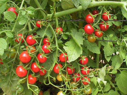 CHERRY TOMATO SEEDS "SWEETIE" 50 TOMATO SEEDS