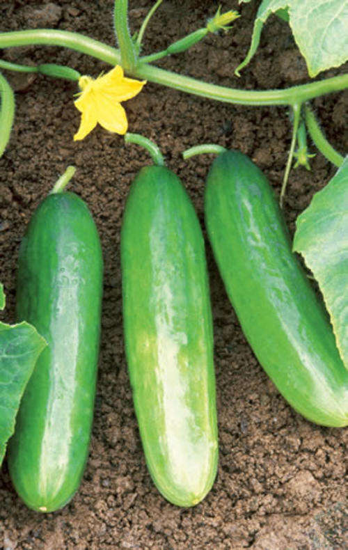 CUCUMBER ASHLEY 40 CUCUMBER SEEDS