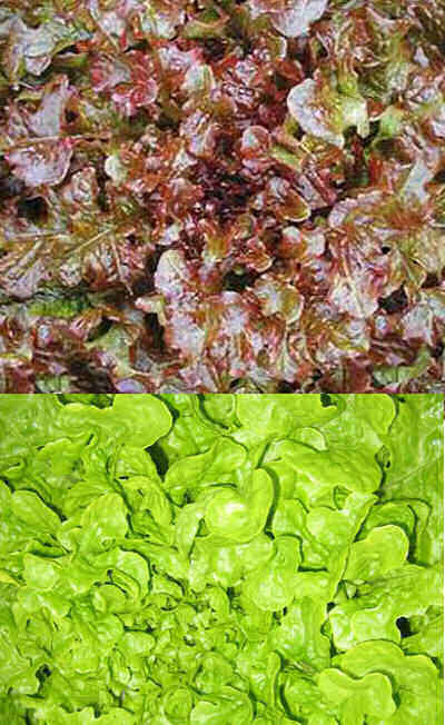 LETTUCE SALAD BOWL RED 100 LETTUCE SEEDS