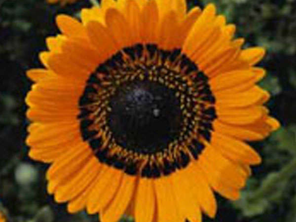 VENIDIUM ORANGE 80 SEEDS