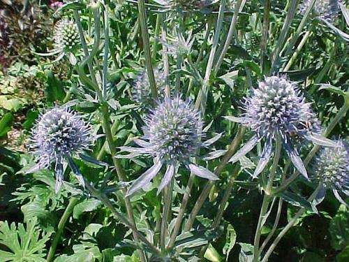 ERYNGIUM PLANUM 80 SEEDS