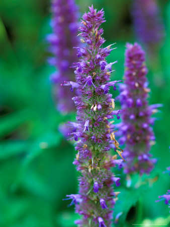 AGASTACHE LIQUORICE BLUE - 25 AGASTACHE SEEDS