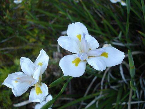 DIETES SEEDS "GRANDIFLORA - 20 DIETES SEEDS