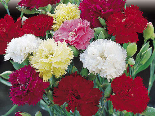 CARNATION SEEDS CHABAUD MIX - 1 GRAM CARNATION SEEDS