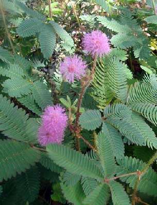 MIMOSA TOUCH SENSITIVE PLANT - 50 MIMOSA SEEDS