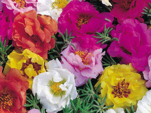 PORTULACA GRANDIFLORA - 500 PORTULACA SEEDS