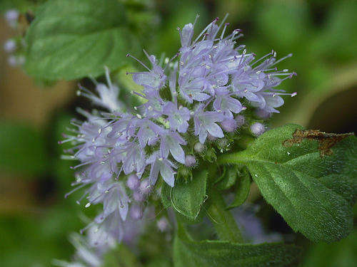 PENNYROYAL SEEDS - 50 PENNYROYAL SEEDS