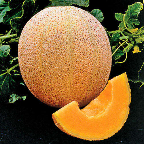 Melon Seeds Hales Best - 50 Melon Seeds