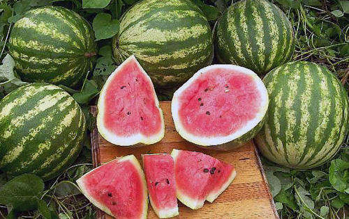 WATERMELON SEEDS "CRIMSON SWEET" - 15 WATERMELON SEEDS