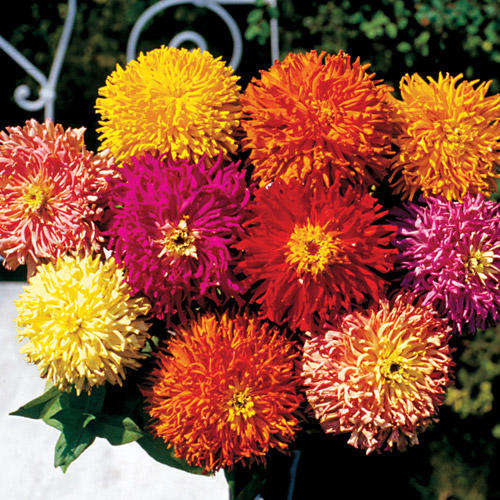 ZINNIA SEEDS GIANT CACTUS - 50 ZINNIA SEEDS
