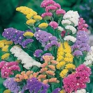 STATICE SEEDS "PACIFIC MIX" - 40 STATICE SEEDS